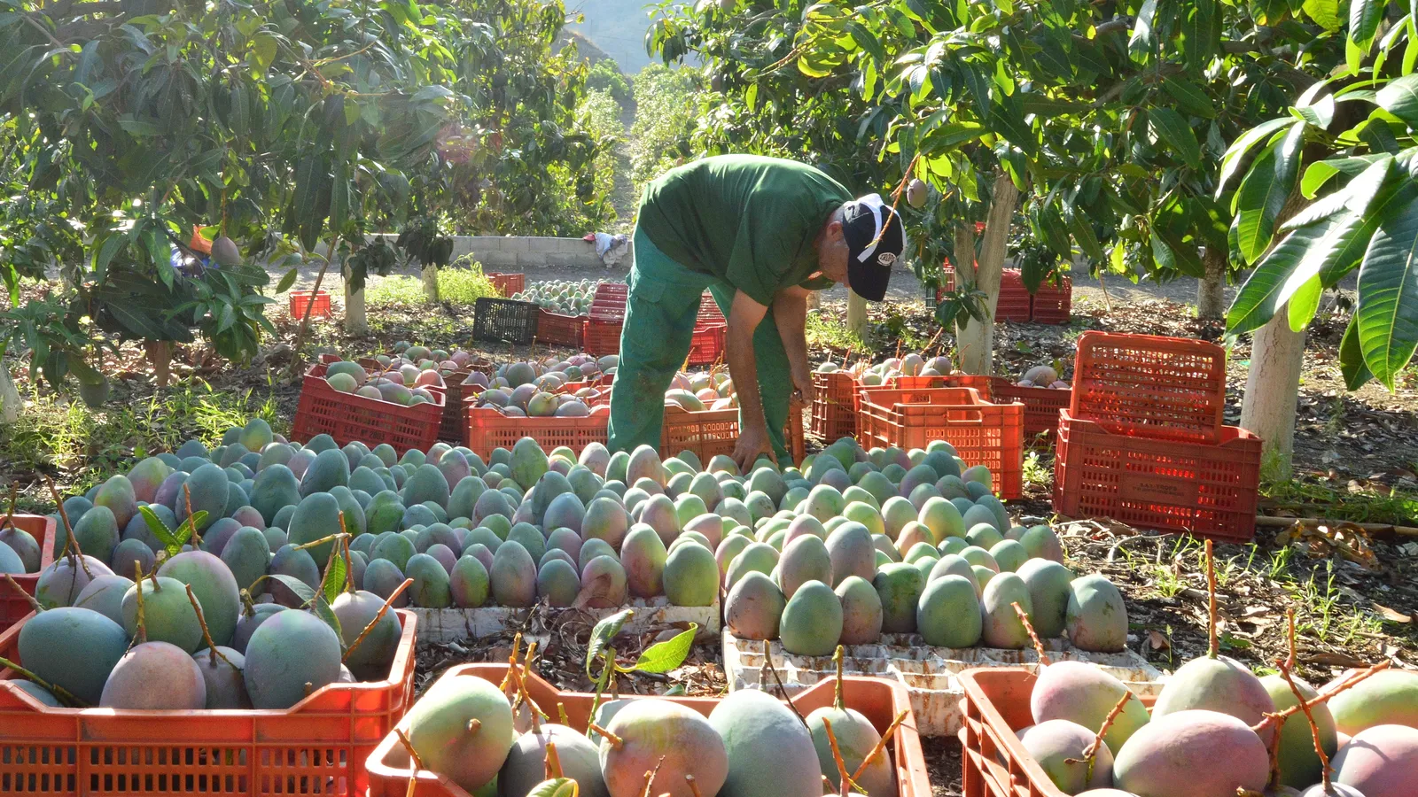 Mango Season Is The Perfect Excuse To Visit These Unforgettable Miami 