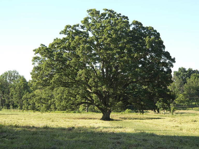 5-trees-that-add-beauty-and-value-to-your-home-according-to-landscape