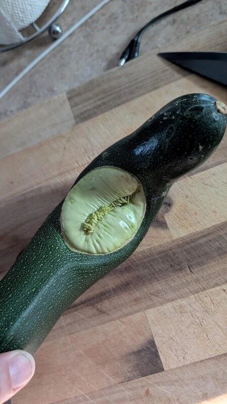 A zucchini with a circular section that looks like the seeds have started growing on the outside.