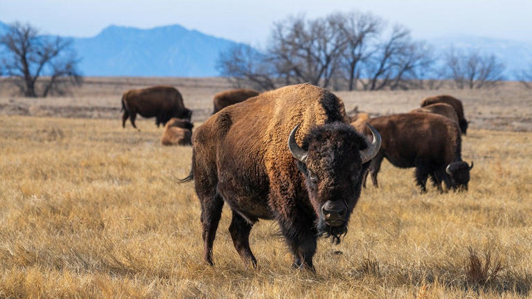 The bison (not pictured) at Yellowstone National Park bison that seriously injured a grandfather in a viral attack last week will not be euthanized. iStock