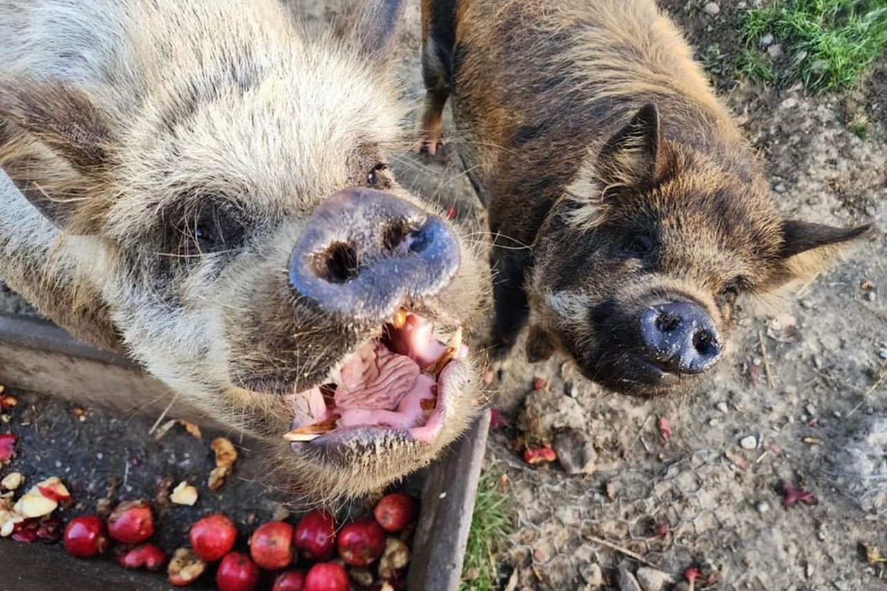 Two pigs near a pile of apples outdoors