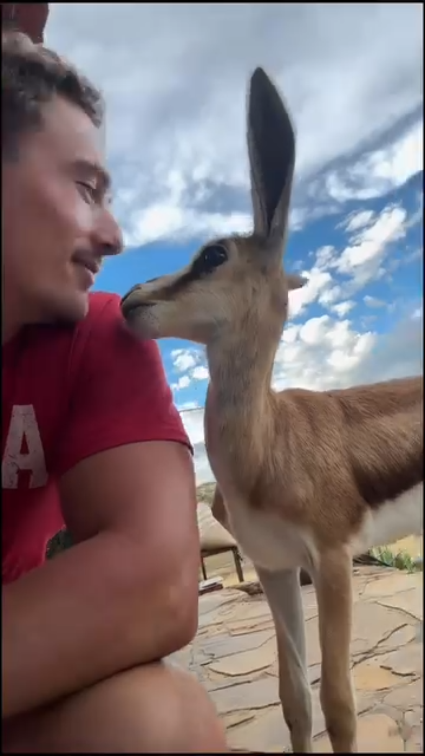 A springbok returns to the wild