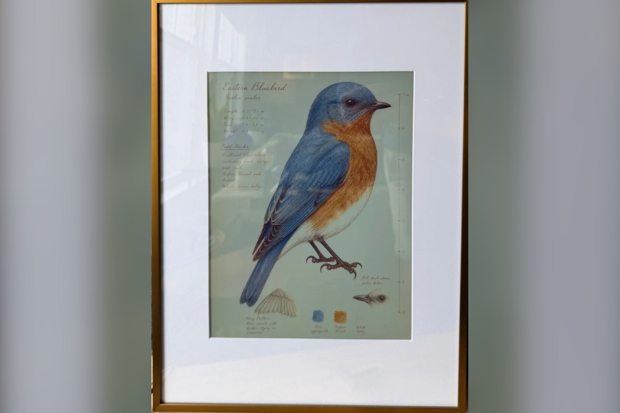 This lovely Raspberry Pi e-ink project shows you birds that have been spotted in your area