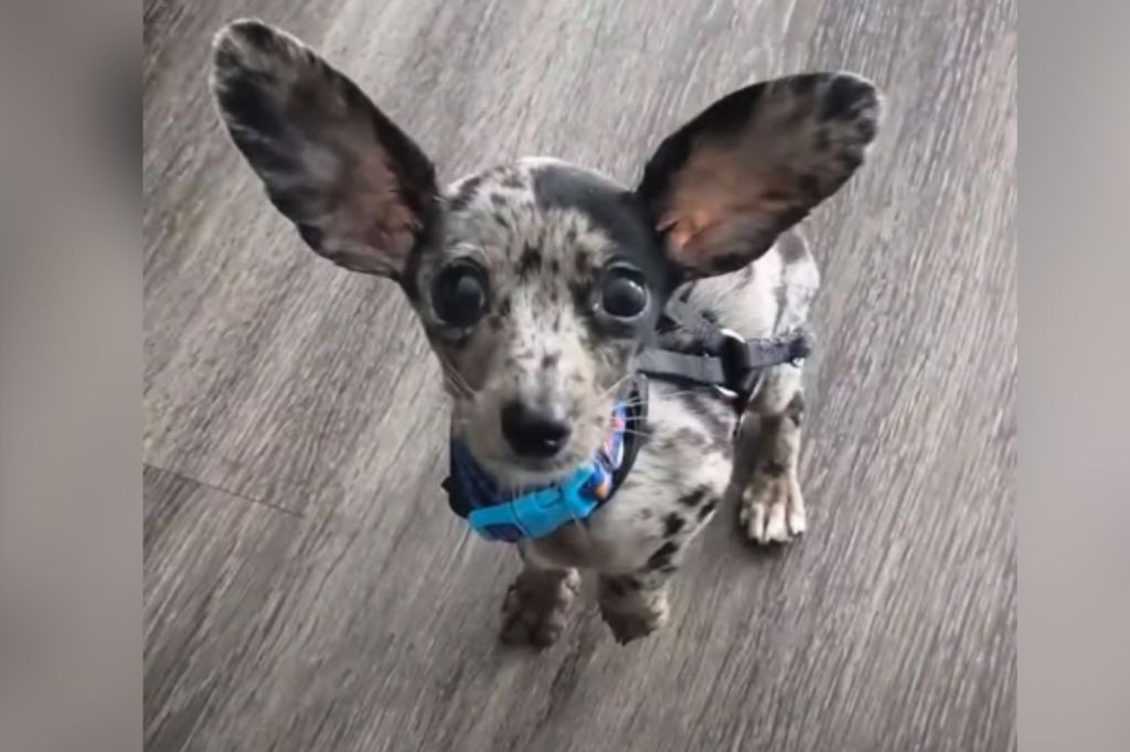 Dachshund mix with big ears
