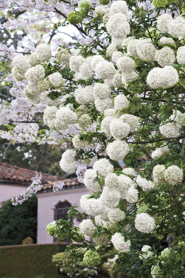 Grow Blooming Shrubs