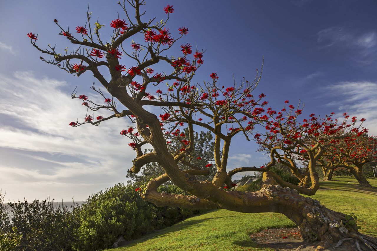 Trees with red blossoms and curved trunks on a manicured lawn adjacent to a hilly landscape and clear sky