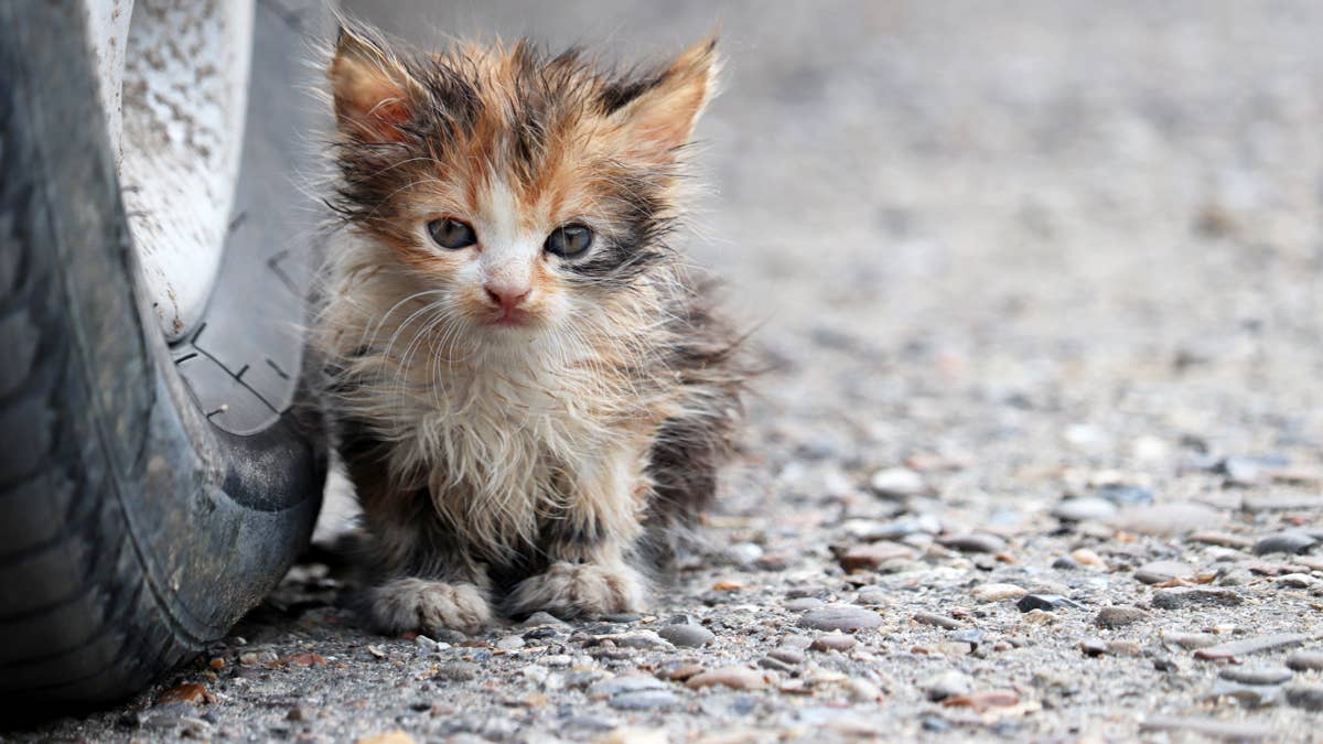 feral-kitten-sitting-on-by-a-tire