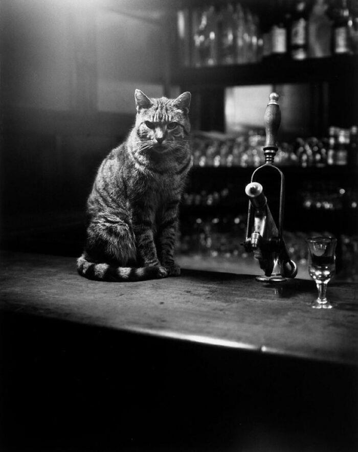 29 historic cat photos paired with their remarkable stories