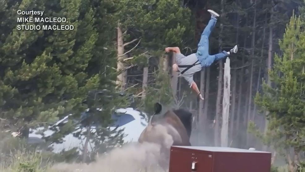 Washington man attacked by bison at Yellowstone; videographer describes viral scene