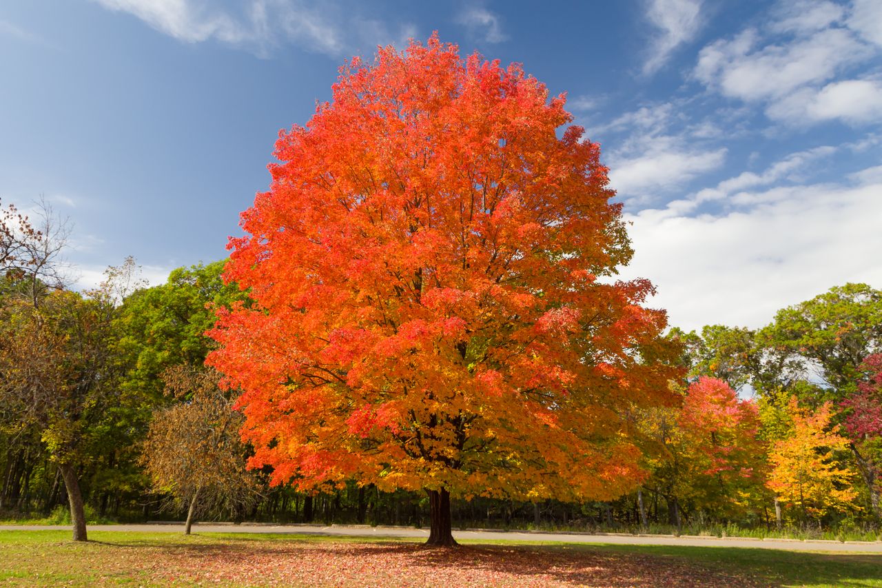 A vibrant tree with colorful foliage in a park setting
