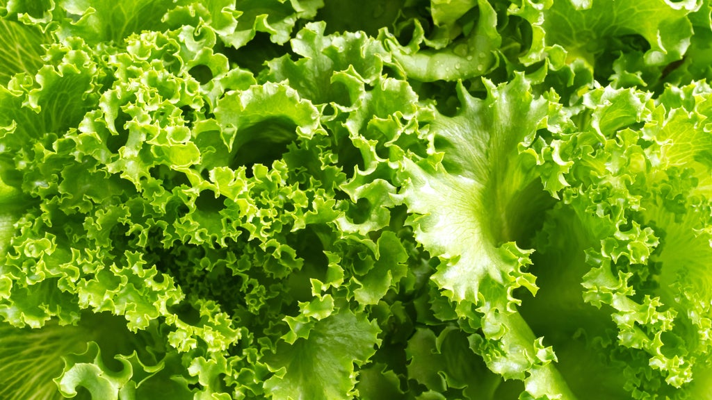 Michigan Health Officials Link Salad Greens to Cyclosporiasis Outbreak