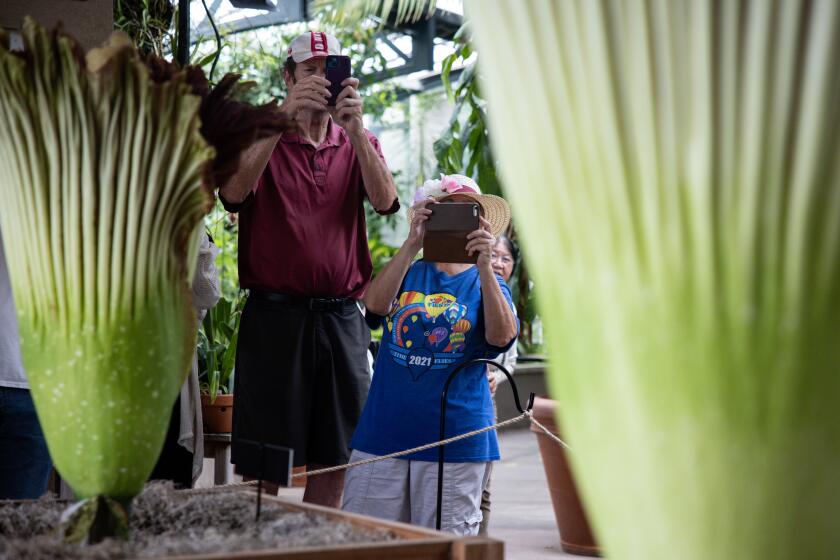 Like 'rotten flesh'? Thousands rush to whiff double corpse flower at Huntington