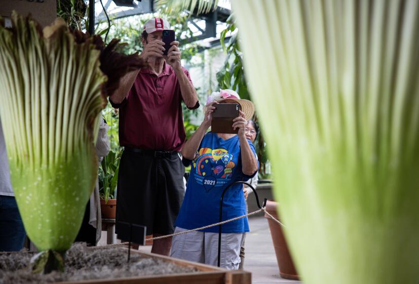Visitors take photographs of the corpse flowers blooming at the Huntington.
