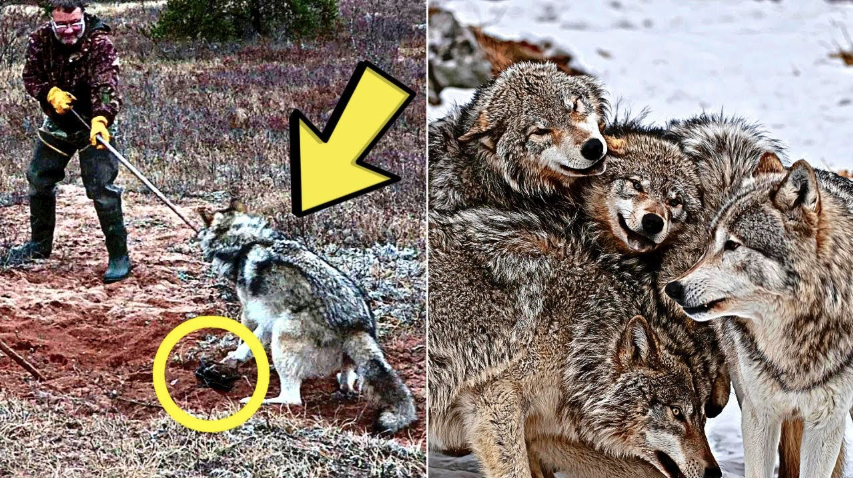 Man encounters a pack of wolves surrounding a mysterious object