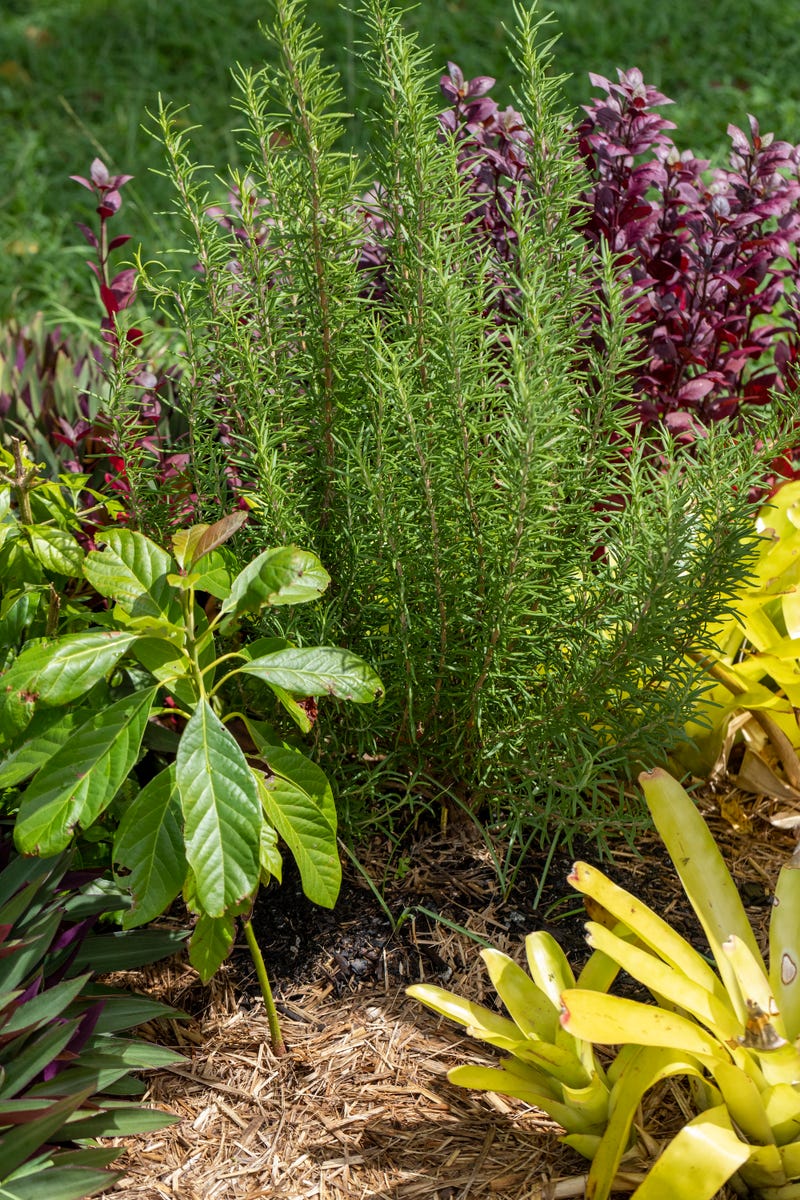 garden-heatwave-care-1372452951.jpg