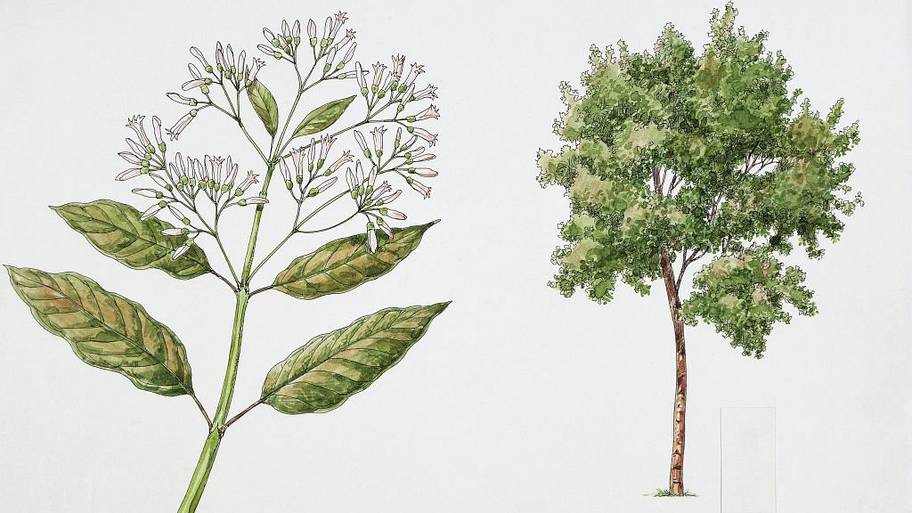 Quinine (Cinchona succirubra), illustration