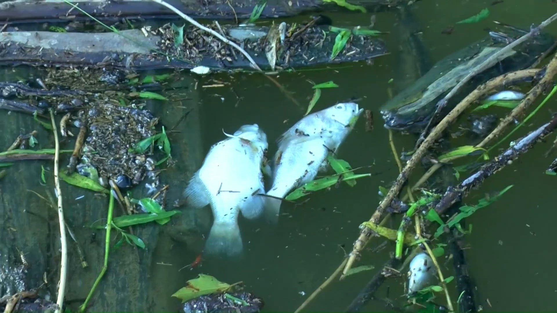 State, local officials provide update on Maumee River contamination and ...