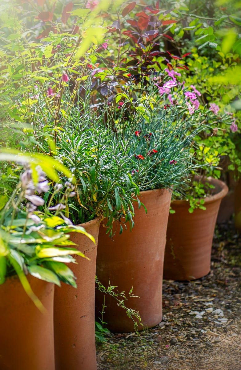 potted-plants-2262773005.jpg