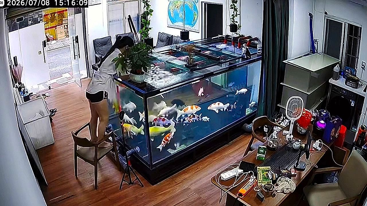 Woman climbs into aquarium in a heartbeat to retrieve dropped phone