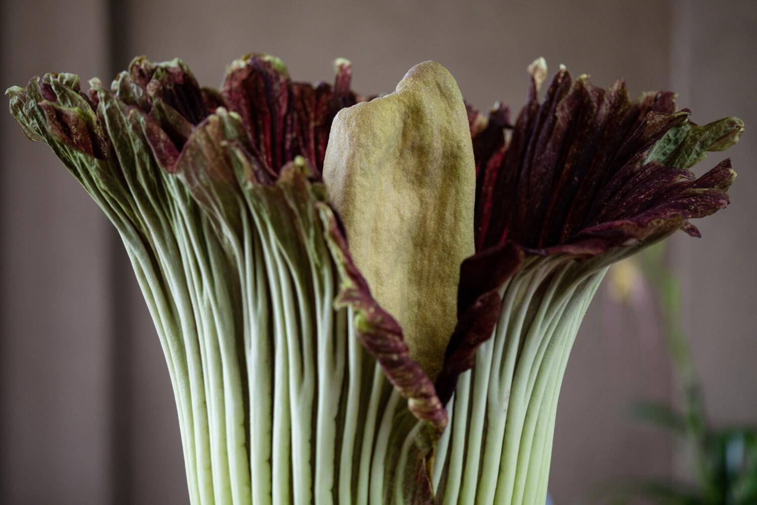 A corpse flower's spadix caved in, but the plant remains healthy.