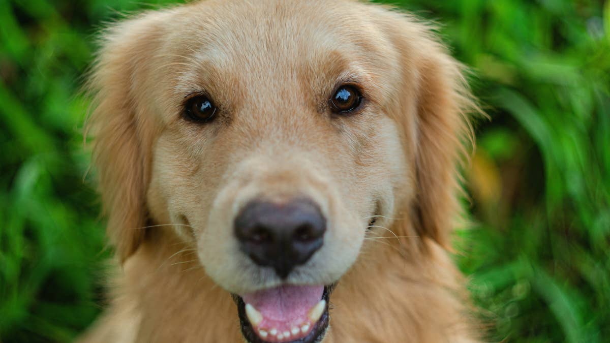 Golden Retriever Knows She Looks Pretty in Her New Hat and It Shows