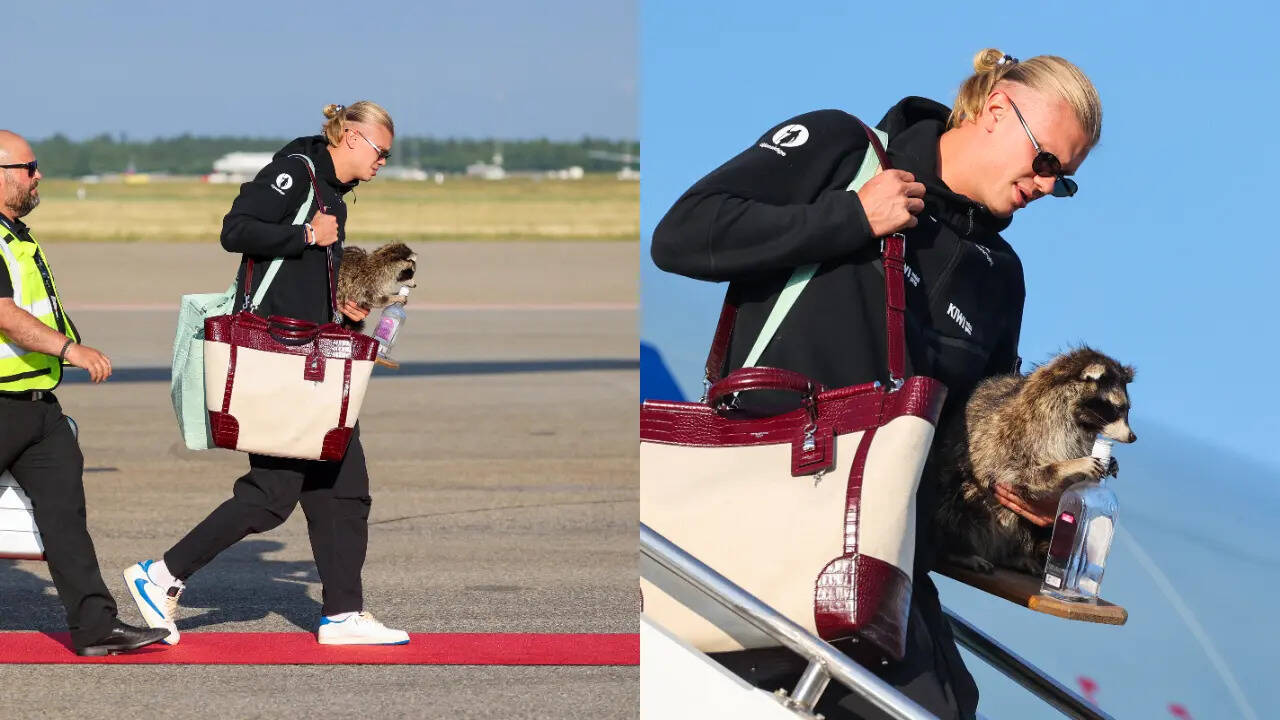 Did Erling Haaland really fly home with a raccoon? Viral World Cup ...