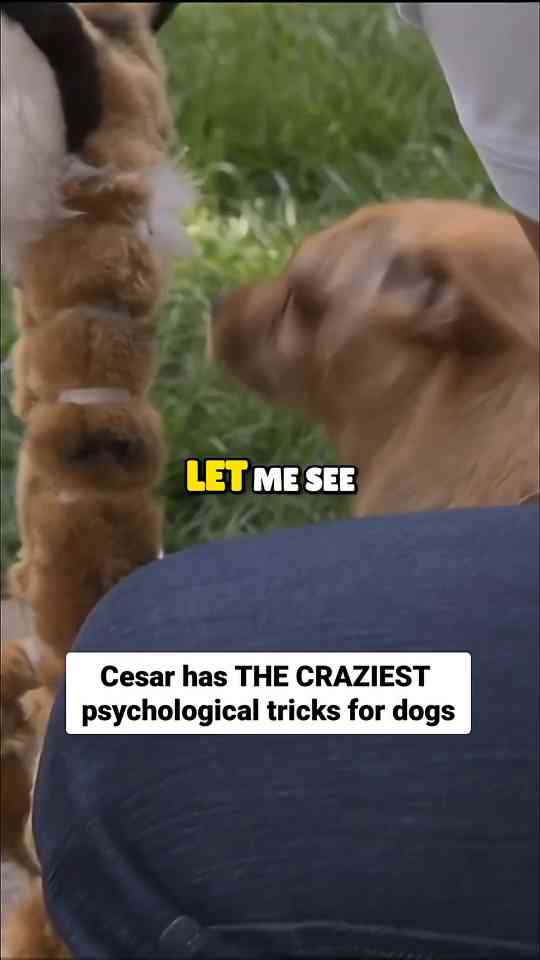 Why you should reward relaxation, dog whisperer with Cesar Millan
