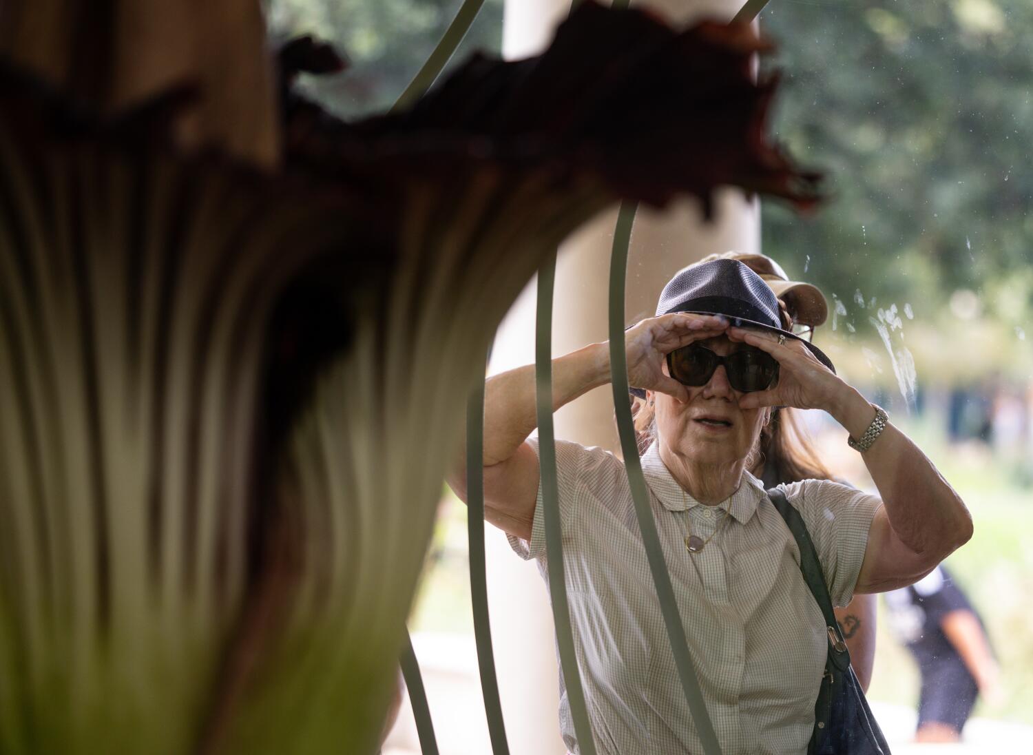 Gastonia Goodman, 72, peers through the window at the blooming corpse flowers.