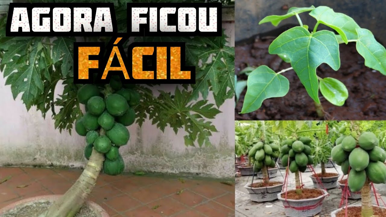 Como plantar mamão em vaso de forma simples e rápida