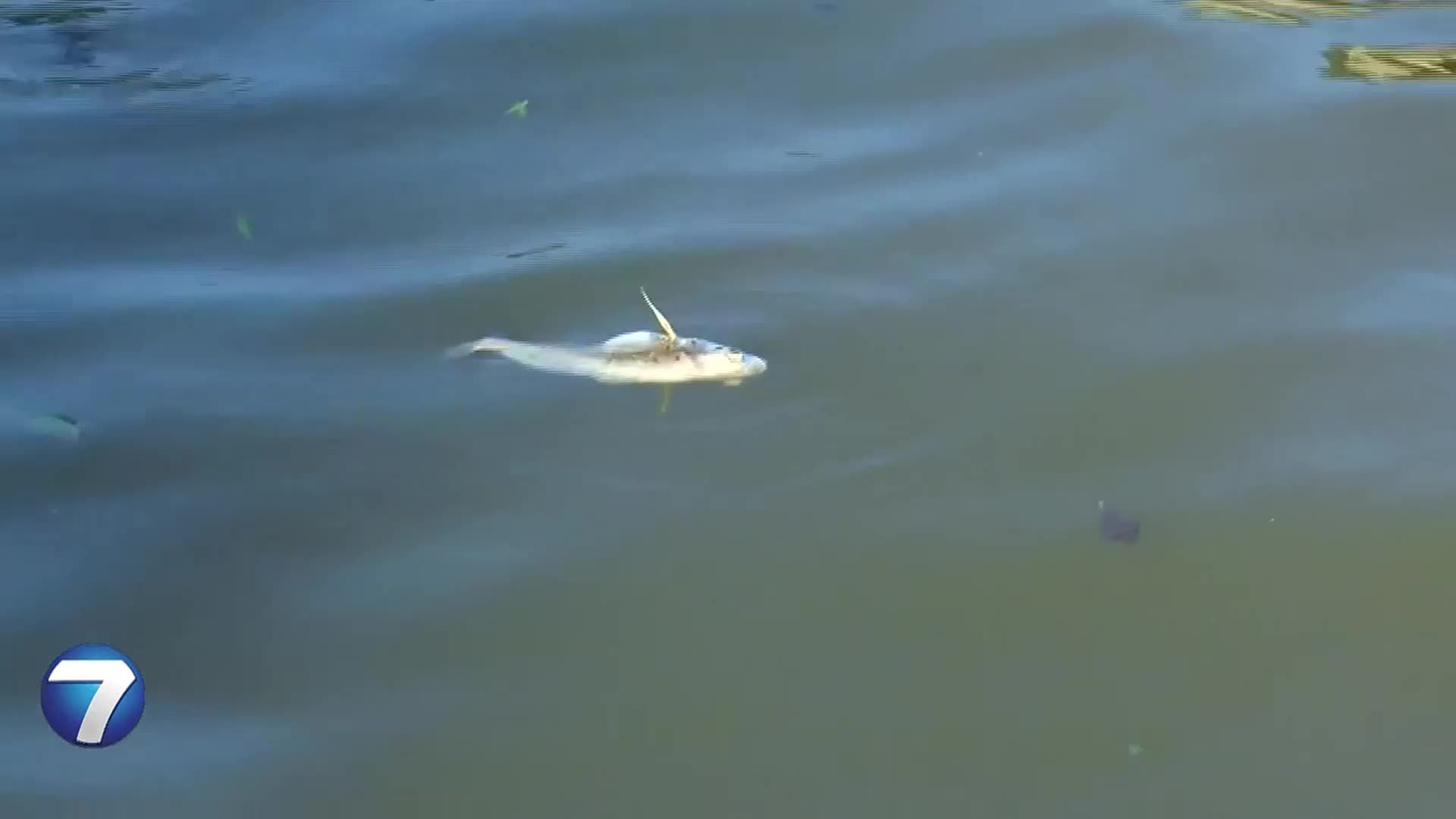 Up to 20K fish dead after fertilizer spill reaches river in northern Ohio