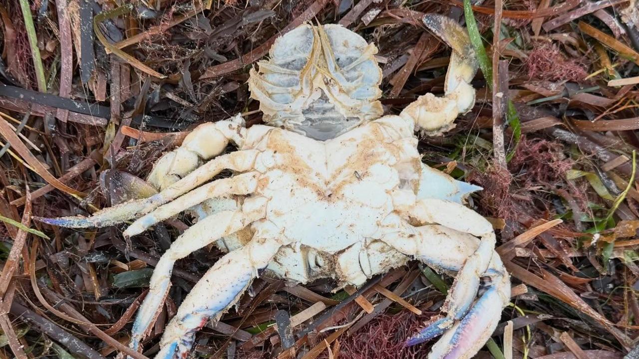 Update on Aus beach 'crab cemetery'