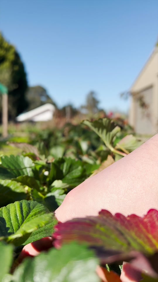 Amazing strawberry facts you never knew