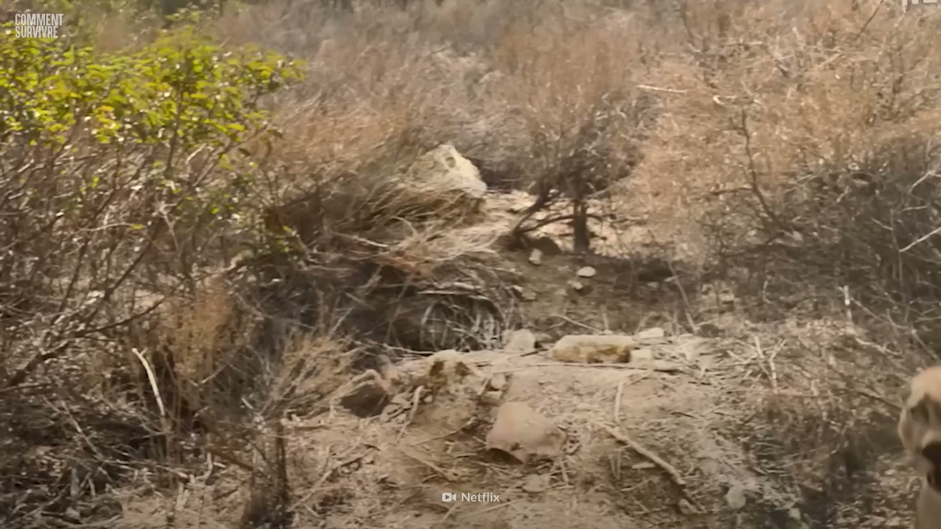 Le puma n'a pas rugi... il a directement visé sa gorge