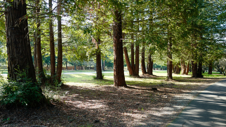 A Hidden Town In Northern California Is A More Affordable Way To Retire Among Redwood Trees And Hills