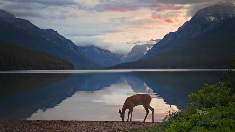 Hidden In Montana's Mountains Is A Less Crowded Shoreline With Incredibly Vibrant Rocks Like Lake McDonald