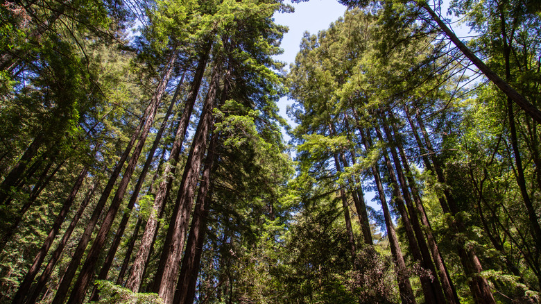 A Hidden Town In Northern California Is A More Affordable Way To Retire Among Redwood Trees And Hills