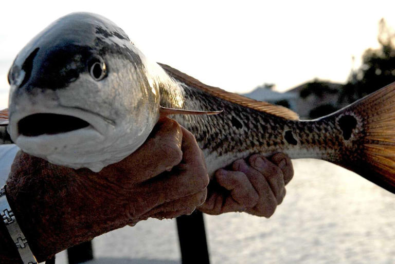 EPA approves fish farm far off Florida coast, but not without drama
