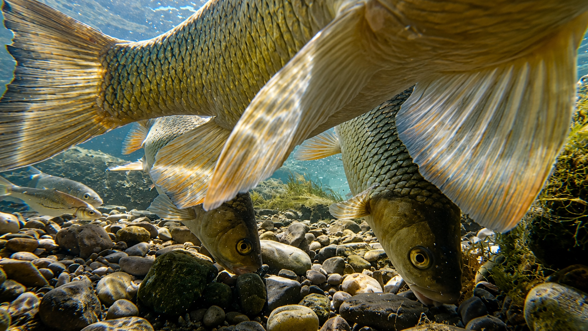 Wildlife camera records fish activity in crystal clear water