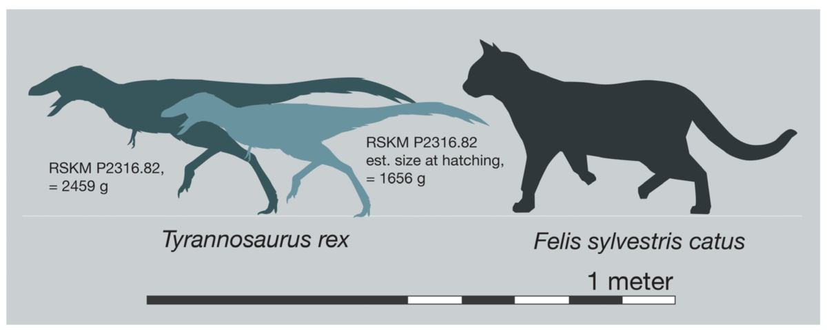 T. Rex Hatchlings Were Smaller Than a Cat And Born by The Dozen, New Research Suggests