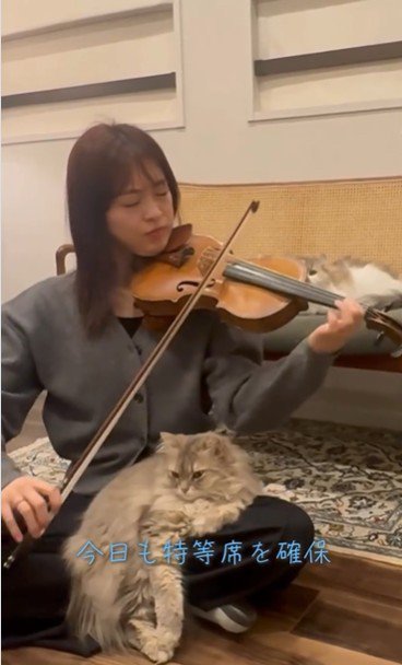 バイオリンのお稽古をする猫 寝る前に『バイオリンの演奏』を始めると、『猫たち』が集まってきて