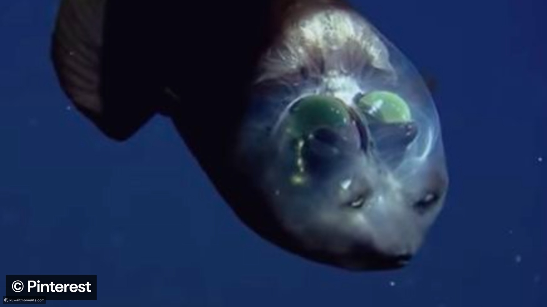 A deep-sea expedition revealed a transparent-headed fish 710 meters ...