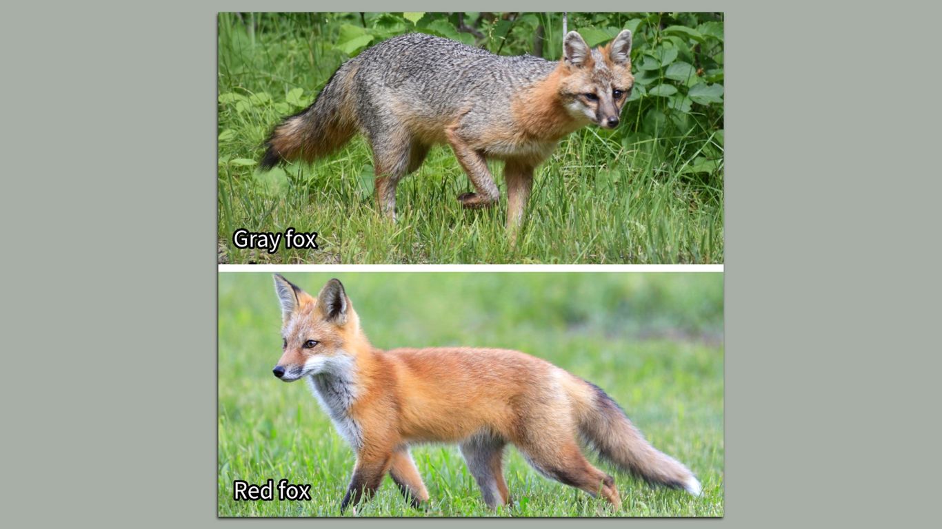 Michigan wants your help finding gray foxes