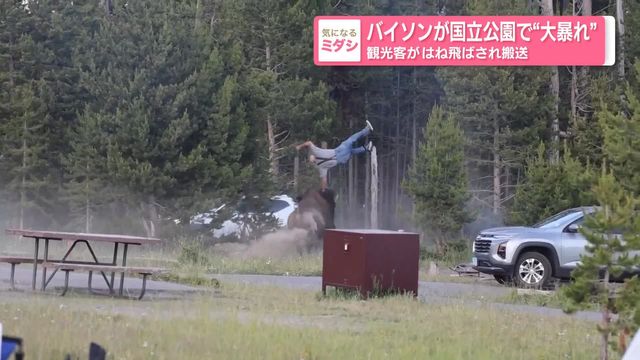 バイソンが国立公園で“大暴れ” 観光客がはね飛ばされ搬送 アメリカ