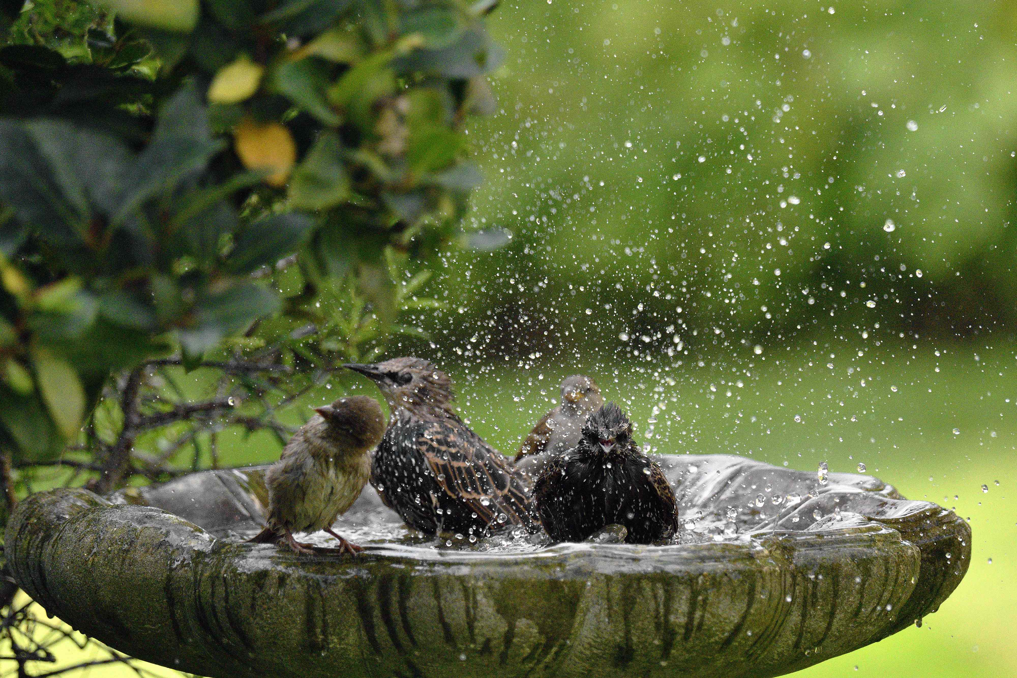The one bird bath mistake that could keep birds away