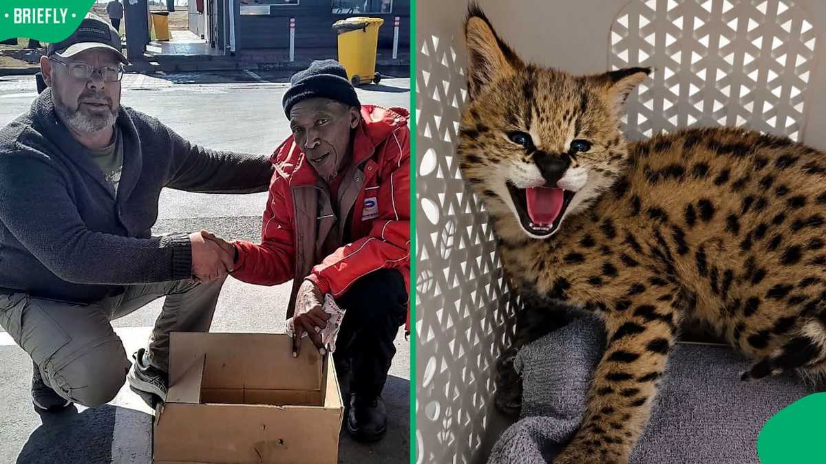 Petrol attendant rescues stranded serval kitten after veld fire