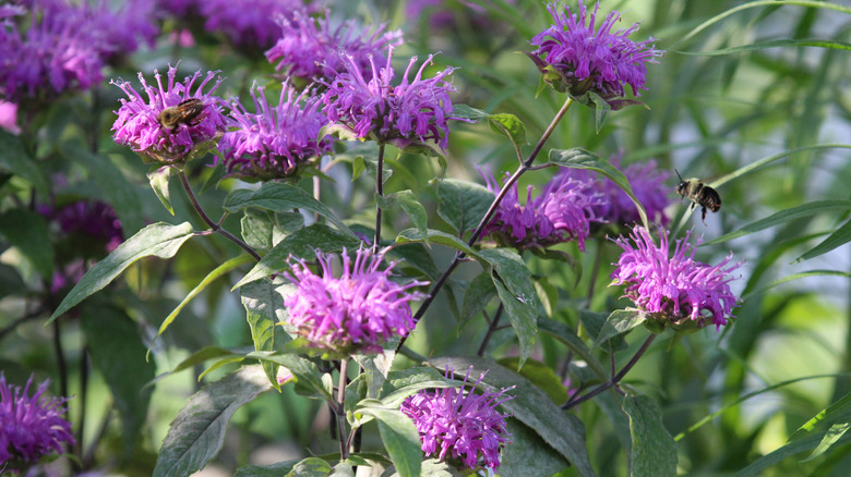 A closeup of pink bee balm flowers in the garden with bees on the blooms