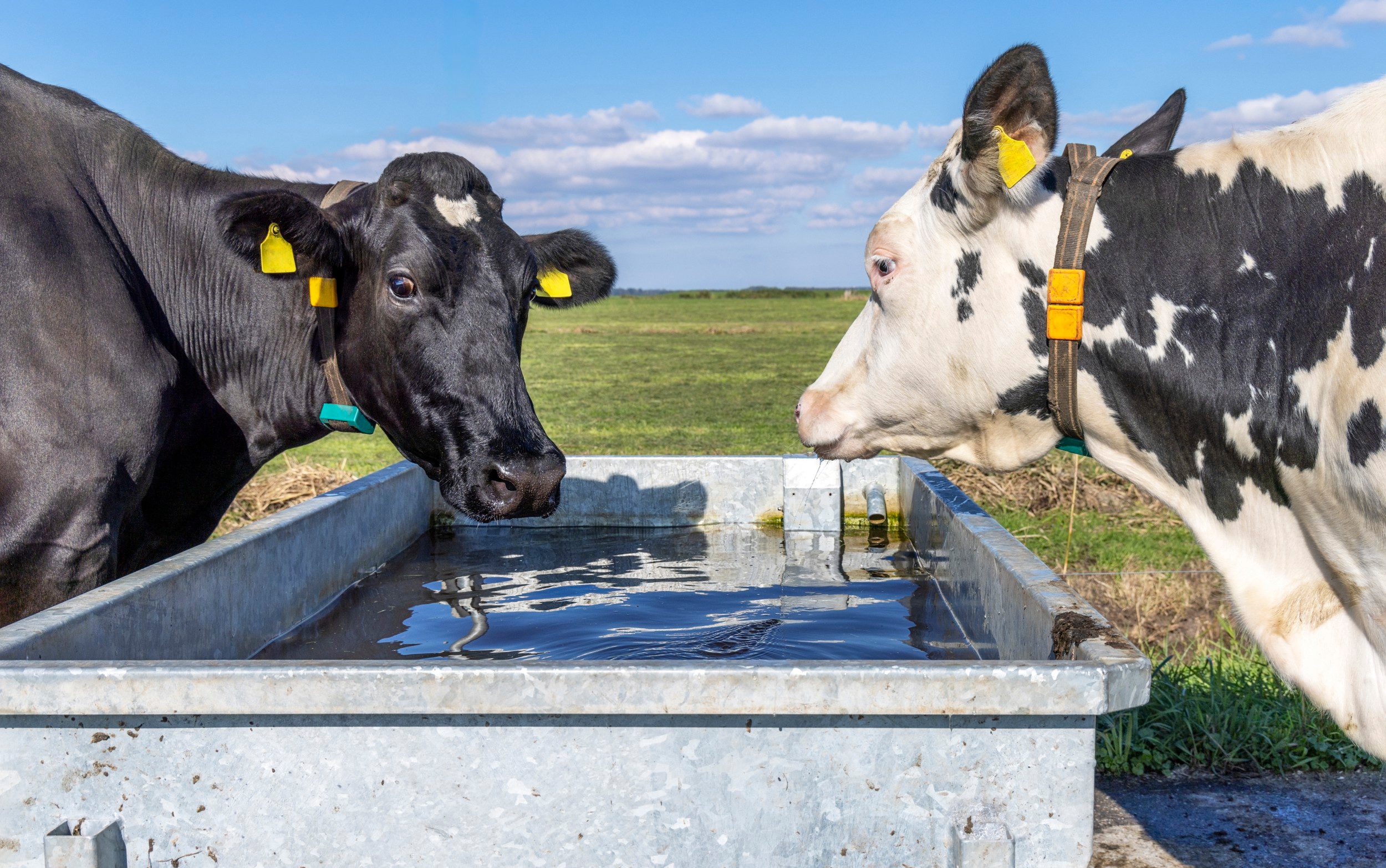 Cows drinking from water reservoir in the field