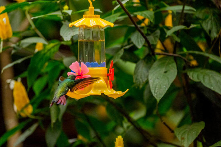 Experts reveal how to keep bees away from hummingbird feeders