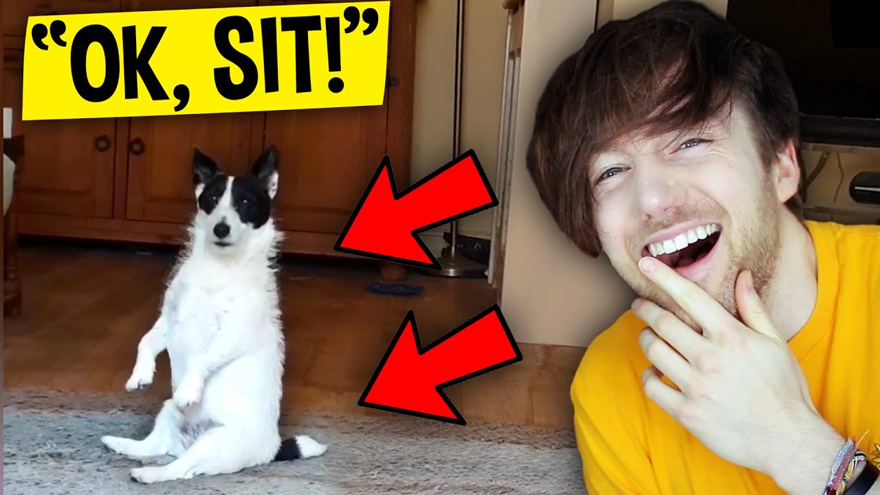 Dogs being ridiculous for 13 minutes straight