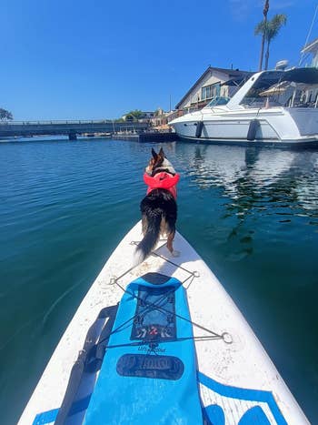 Dog wearing a life vest on a paddleboard in a marina, near a yacht and waterfront houses